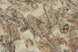 Fossil Fish (Gosiutichthys) Mortality Plate - Lake Gosiute #130012-1
